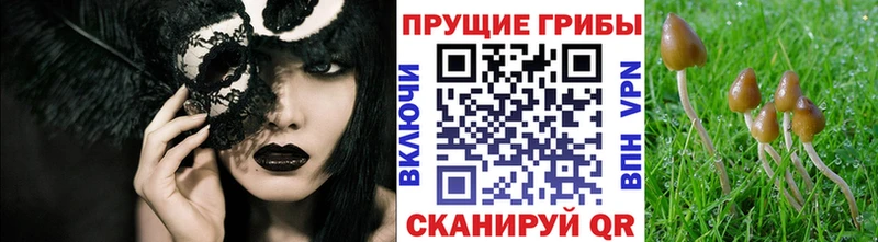 купить наркотики сайты darknet какой сайт Псилоцибиновые грибы GOLDEN TEACHER Новотроицк